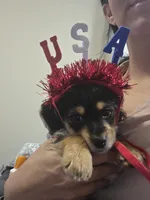 Tuxedo, a male Morkie for sale in Austin, TX – 3 of 9
