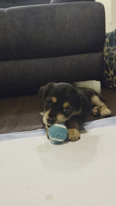Tuxedo, a male Morkie for sale in Austin, TX – 9 of 9