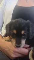 Tuxedo, a male Morkie for sale in Austin, TX – 5 of 9