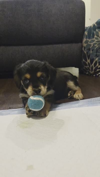 Tuxedo, a male Morkie for sale in Austin, TX – 7 of 9