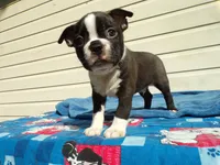 AKC Pup #2 Boy, a male Boston Terrier for sale in Monroe, NH – 7 of 8