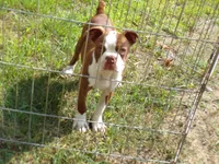 Sweetie, a male Boston Terrier for sale in Monroe, NH – 3 of 8