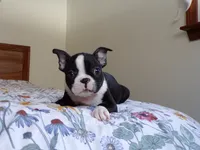 processed/ab0ba70c-4eef-4877-aa0e-a163a2aa9207/listing/0dbdd3fa-3801-4525-b129-82d65754d4c2/2dba0a4b-7b10-41de-a0f8-3dd51d01e4cd