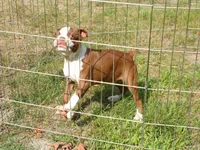 Sweetie, a male Boston Terrier for sale in Monroe, NH – 5 of 8