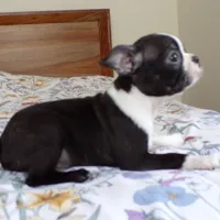 Little Guy AKC, a male Boston Terrier for sale in Monroe, NH – Photo 7 of 9