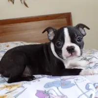 Little Guy AKC, a male Boston Terrier for sale in Monroe, NH – Photo 8 of 9