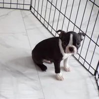 Little Guy AKC, a male Boston Terrier for sale in Monroe, NH – Photo 2 of 9