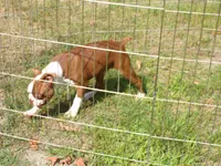 Sweetie, a male Boston Terrier for sale in Monroe, NH – 7 of 8