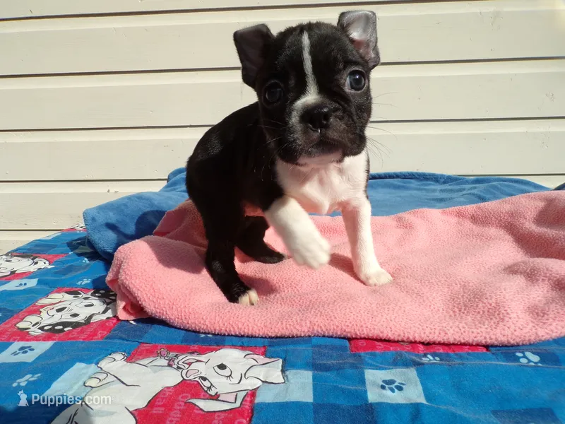 Little Girl – Boston Terrier puppy for sale in Monroe, NH