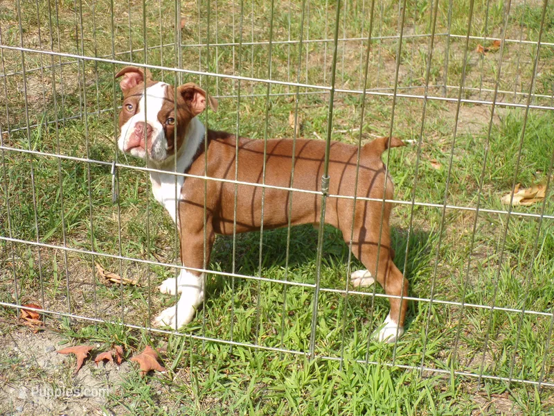 Sweetie – Boston Terrier puppy for sale in Monroe, NH