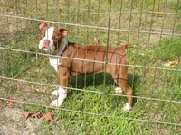 Sweetie, a male Boston Terrier for sale in Monroe, NH – 1 of 8