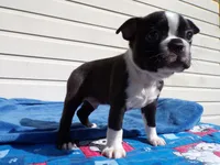 AKC Pup #2 Boy, a male Boston Terrier for sale in Monroe, NH – 8 of 8