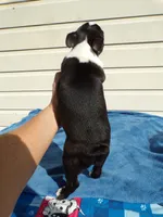 AKC Pup #1 Boy, a male Boston Terrier for sale in Monroe, NH – 2 of 8