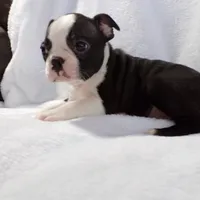 Handsome AKC, a male Boston Terrier for sale in Monroe, NH – Photo 3 of 4