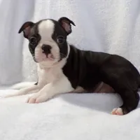 Handsome AKC, a male Boston Terrier for sale in Monroe, NH – Photo 2 of 4
