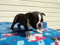 AKC Pup #2 Boy, a male Boston Terrier for sale in Monroe, NH – 2 of 8