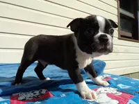AKC Pup #2 Boy, a male Boston Terrier for sale in Monroe, NH – 3 of 8