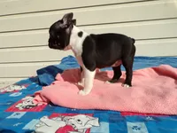 Little Girl, a female Boston Terrier for sale in Monroe, NH – 3 of 8