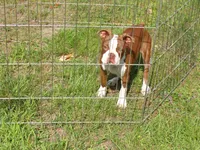 Sweetie, a male Boston Terrier for sale in Monroe, NH – 6 of 8