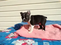 Little Girl, a female Boston Terrier for sale in Monroe, NH – 2 of 8