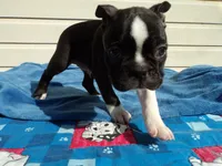 AKC Pup #1 Boy, a male Boston Terrier for sale in Monroe, NH – 7 of 8