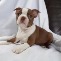 AKC Female Red/White, a female Boston Terrier for sale in Monroe, NH – Photo 4 of 10