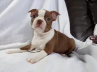 AKC Female Red/White, a female Boston Terrier for sale in Monroe, NH – Photo 4 of 10