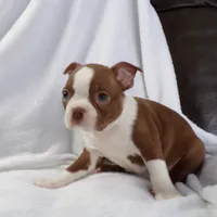 AKC Female Red/White, a female Boston Terrier for sale in Monroe, NH – Photo 6 of 10