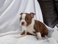 AKC Female Red/White, a female Boston Terrier for sale in Monroe, NH – Photo 6 of 10