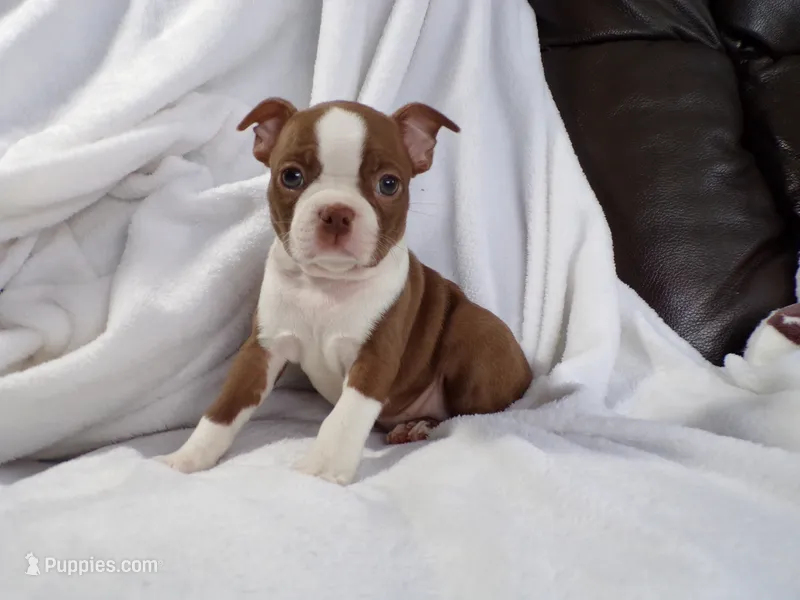 AKC Female Red/White