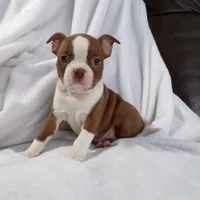 AKC Female Red/White, a female Boston Terrier for sale in Monroe, NH – Photo 1 of 10