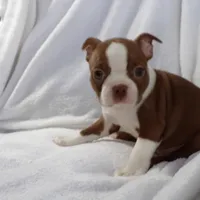 AKC Female Red/White, a female Boston Terrier for sale in Monroe, NH – Photo 8 of 10