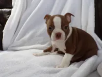 AKC Female Red/White, a female Boston Terrier for sale in Monroe, NH – Photo 8 of 10