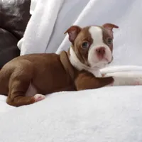 AKC Female Red/White, a female Boston Terrier for sale in Monroe, NH – Photo 3 of 10