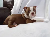 AKC Female Red/White, a female Boston Terrier for sale in Monroe, NH – Photo 3 of 10