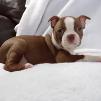 AKC Female Red/White, a female Boston Terrier for sale in Monroe, NH – Photo 5 of 10