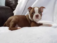 AKC Female Red/White, a female Boston Terrier for sale in Monroe, NH – Photo 5 of 10