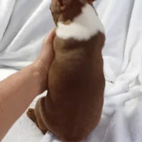 AKC Female Red/White, a female Boston Terrier for sale in Monroe, NH – Photo 2 of 10
