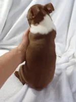 AKC Female Red/White, a female Boston Terrier for sale in Monroe, NH – Photo 2 of 10