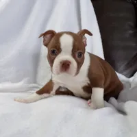 AKC Female Red/White, a female Boston Terrier for sale in Monroe, NH – Photo 7 of 10