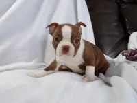 AKC Female Red/White, a female Boston Terrier for sale in Monroe, NH – Photo 7 of 10