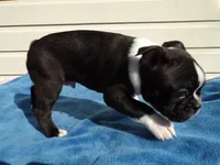 AKC Pup #1 Boy, a male Boston Terrier for sale in Monroe, NH – 4 of 8