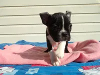 Little Girl, a female Boston Terrier for sale in Monroe, NH – 5 of 8