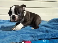 AKC Pup #2 Boy, a male Boston Terrier for sale in Monroe, NH – 4 of 8