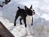 Roni, a female Boston Terrier for sale in Monroe, NH – Photo 2 of 3