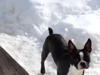 Roni, a female Boston Terrier for sale in Monroe, NH – Photo 3 of 3