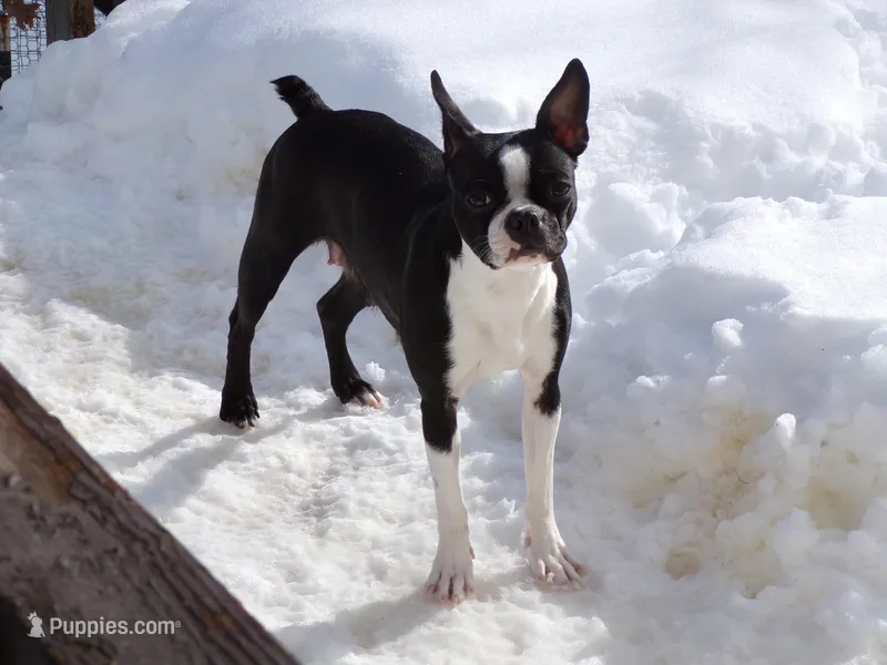 Roni, a female Boston Terrier for sale in Monroe, NH – Photo 1 of 3