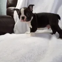 AKC Male 3, a male Boston Terrier for sale in Monroe, NH – Photo 8 of 10