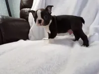 AKC Male 3, a male Boston Terrier for sale in Monroe, NH – Photo 8 of 10