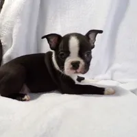 AKC Male 3, a male Boston Terrier for sale in Monroe, NH – Photo 1 of 10